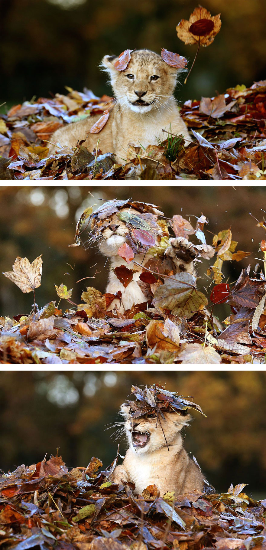 http://www.prikol.ru/wp-content/uploads/2015/10/autumn-animals-2__880.jpg