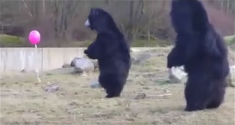 Три медведя и воздушный шарик