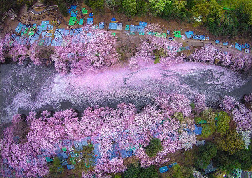 16 волшебных фотографий цветения сакуры в Японии
