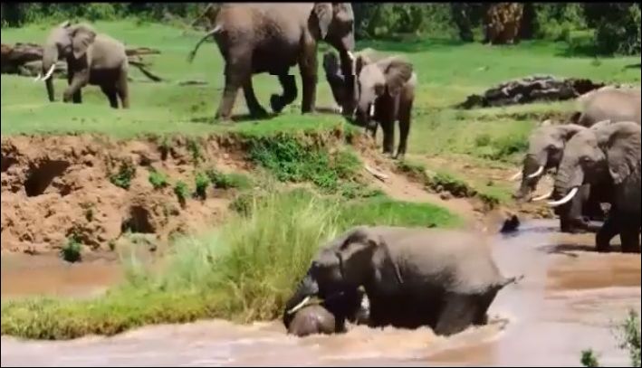 Течение уносит слоненка, но мама приходит на помощь