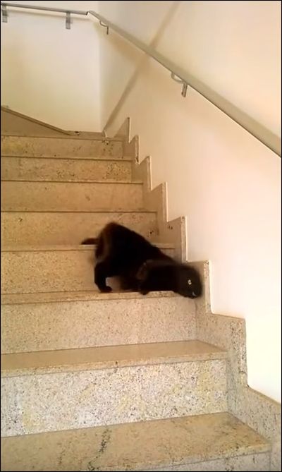 Ленивый кот спускается по лестнице