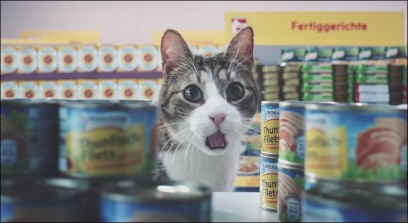 Котики в супермаркете