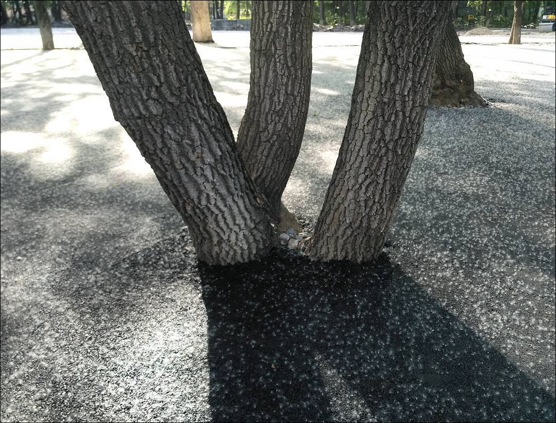 tree-asphalt-002