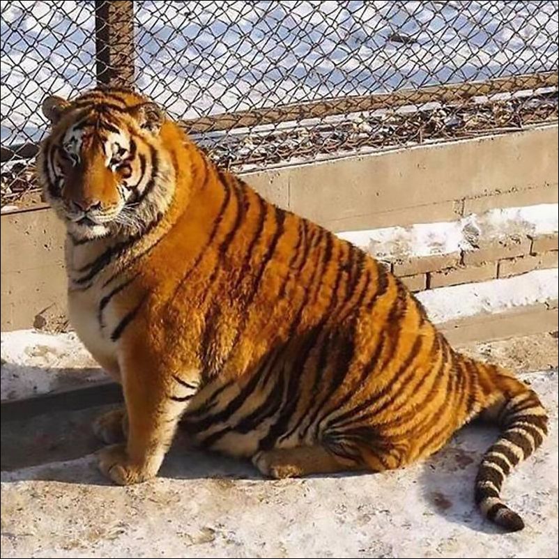 fat-tiger-003