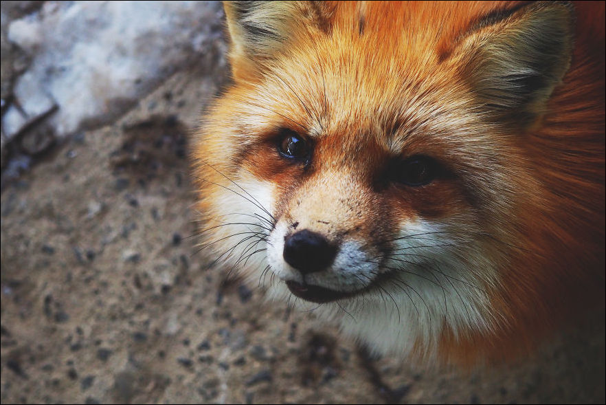 fox-village-002