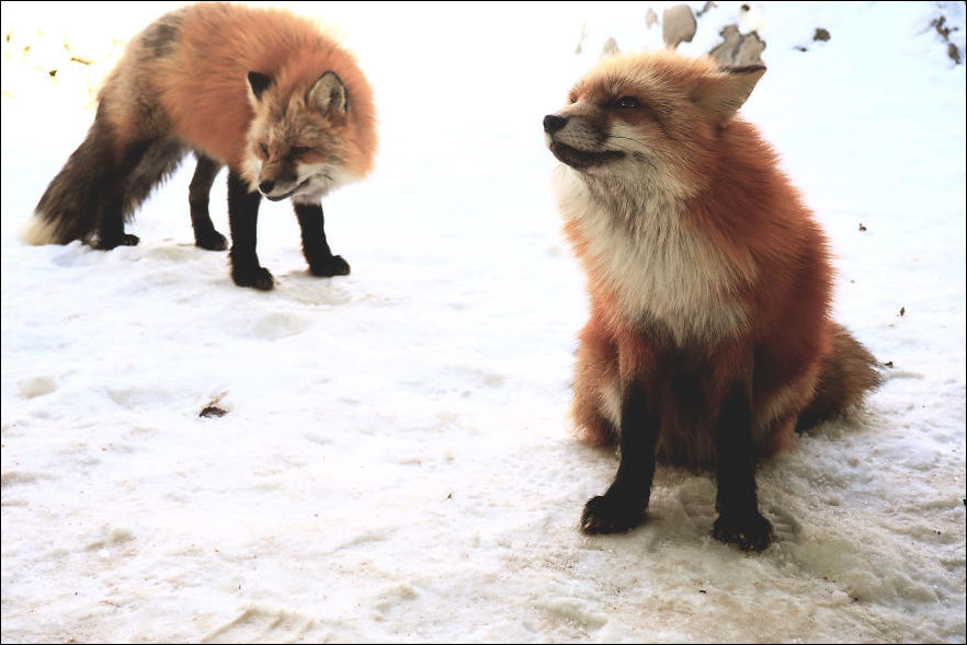 fox-village-004