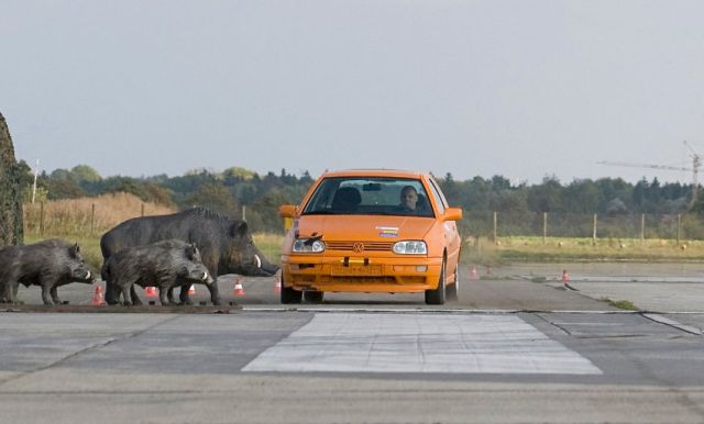 car-vs-boars-01