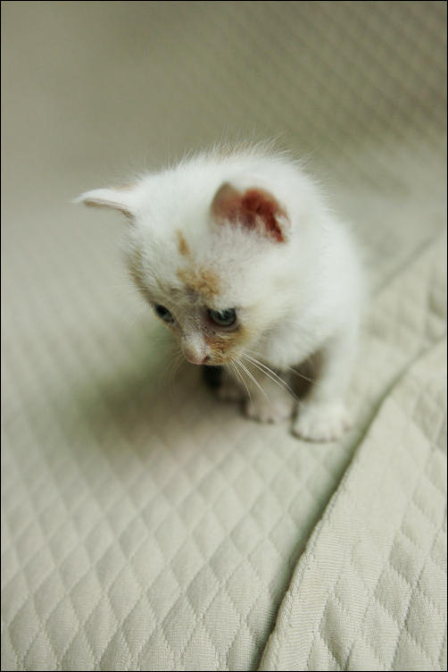 Kitten 18. Kitten 18. славный котик. котята 18 дней белые. Kitten 18.