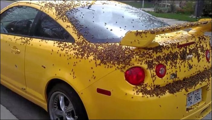 Нападение пчел