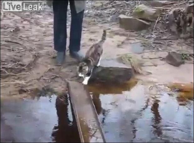 Кот смешно переходит ручей