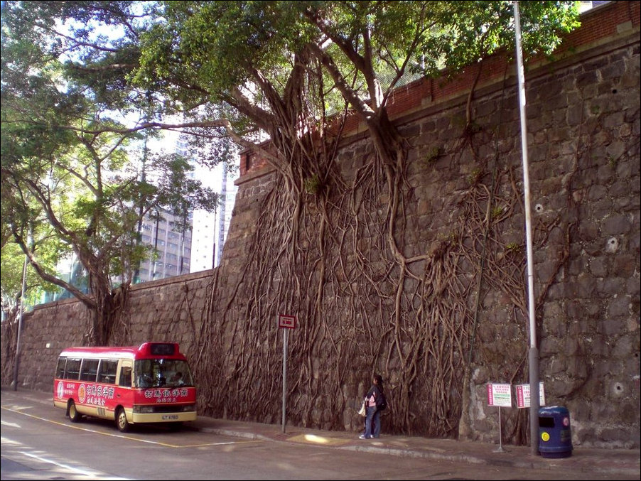 Деревья на стенах