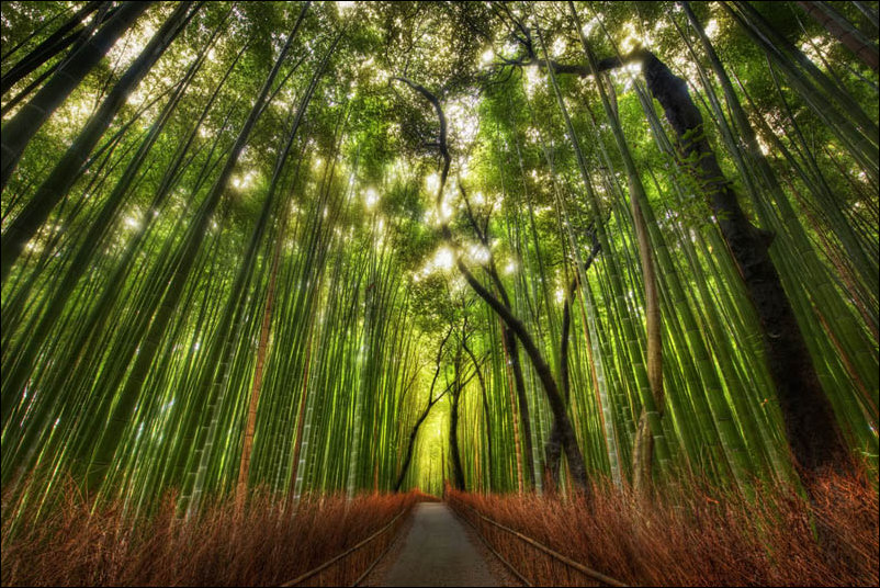 Бамбуковый лес