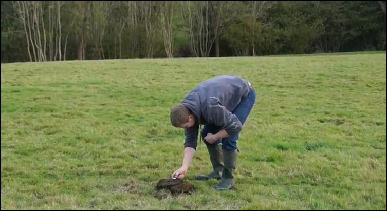 Взрыв коровьей лепешки