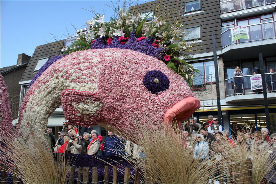 Парад цветов в Нидерландах