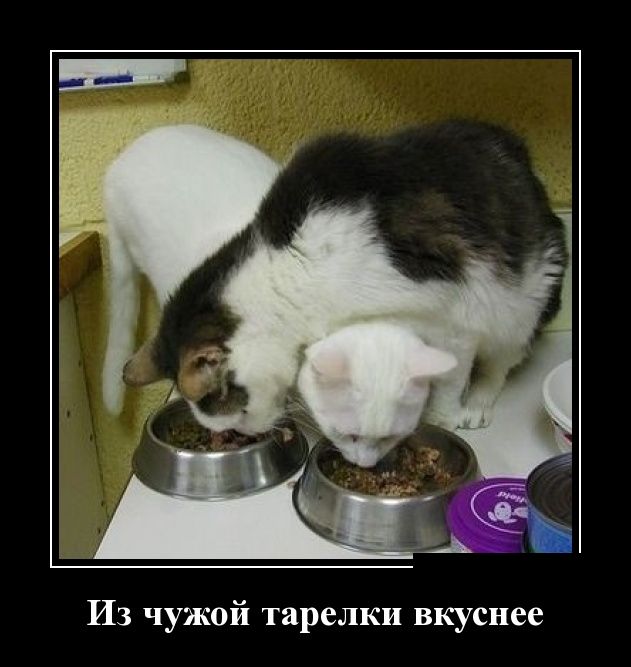 Демотиватор