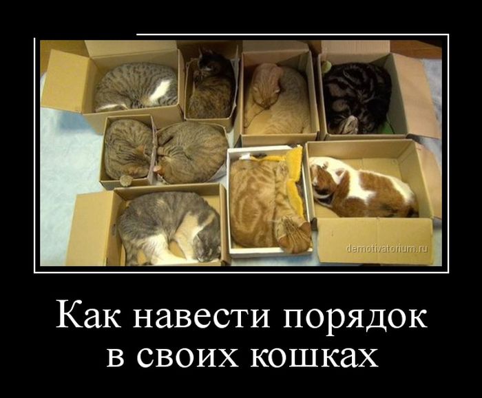 Демотиватор