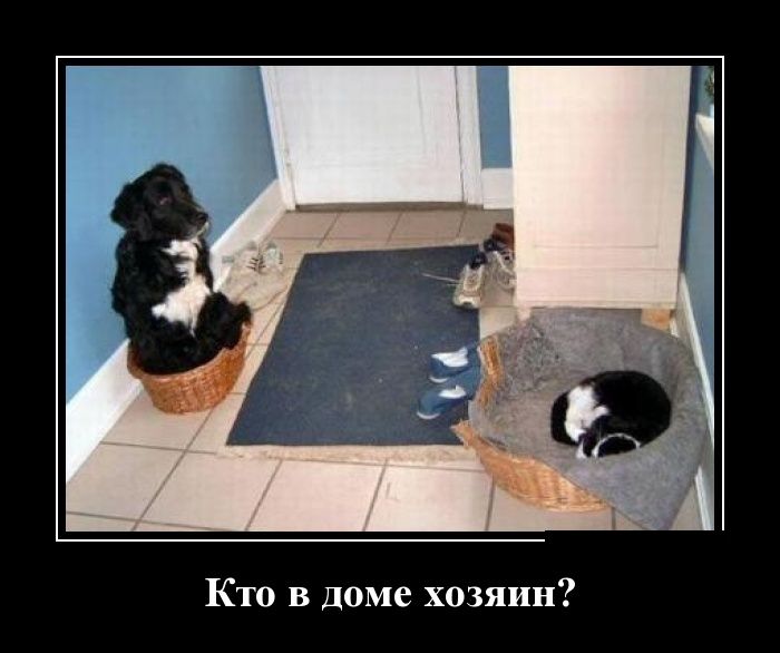 Демотиватор