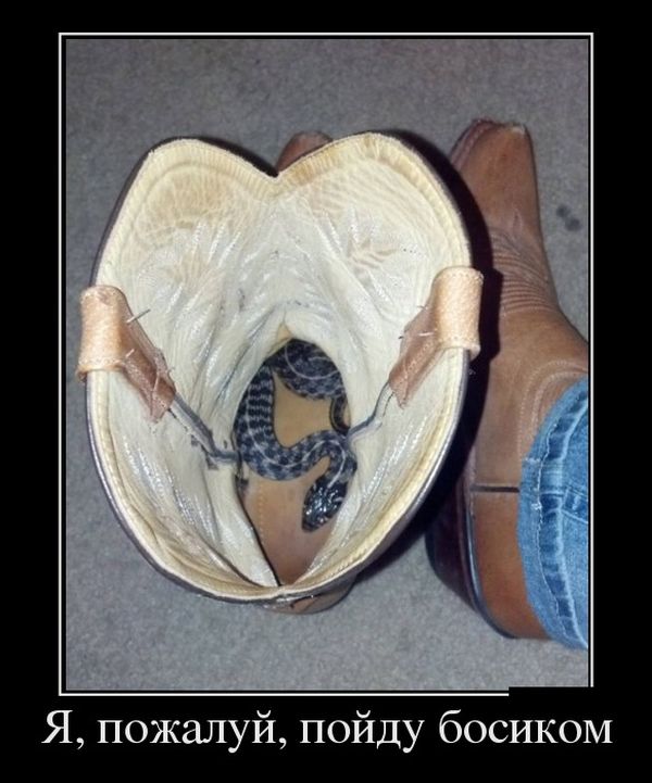 Демотиватор