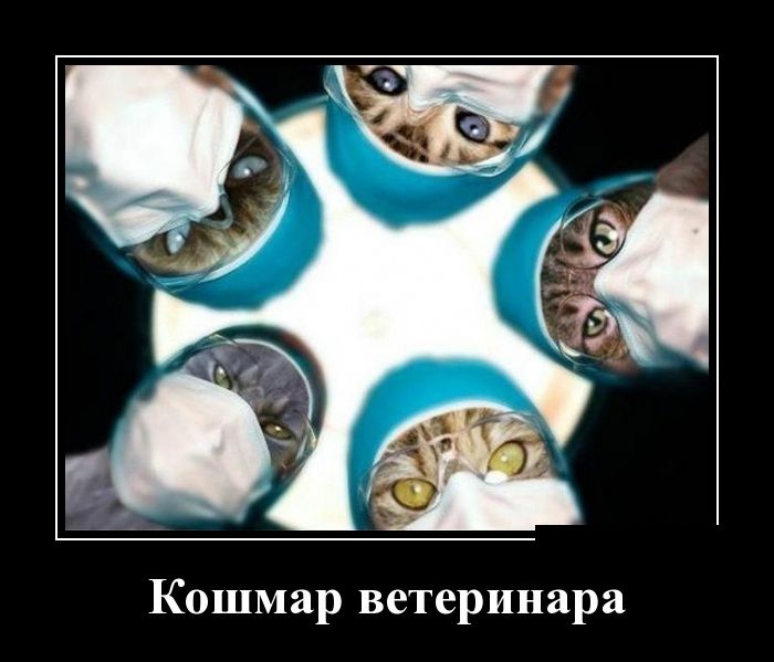 Демотиватор