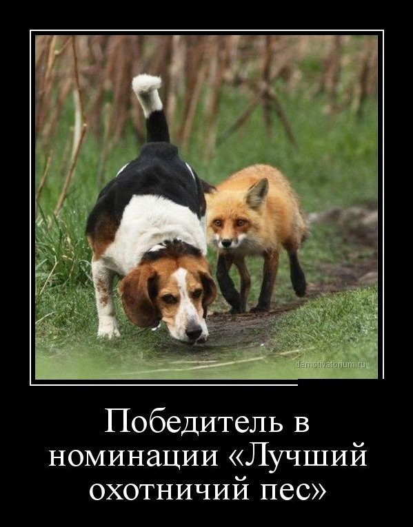 Демотиватор