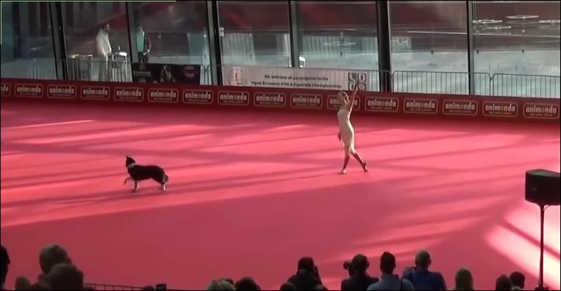 Красивое выступление собаки и ее хозяйки