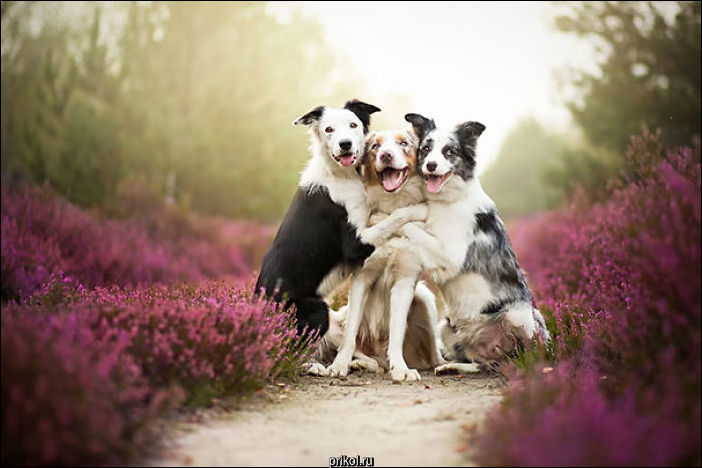 Собаки лучшие друзья