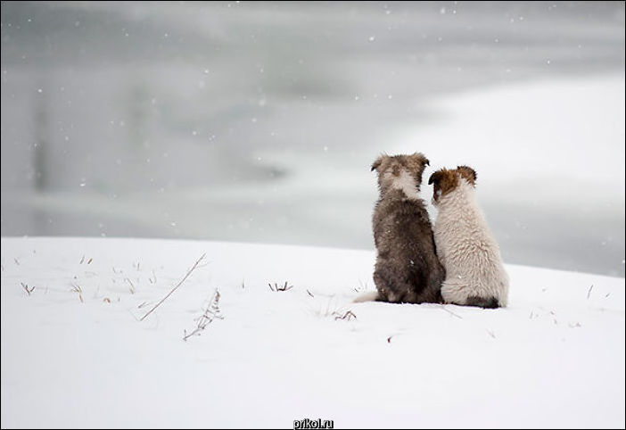 Собаки лучшие друзья