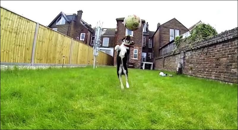 Неудачи собак