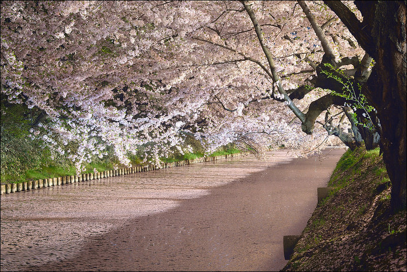 Весна в Аомори