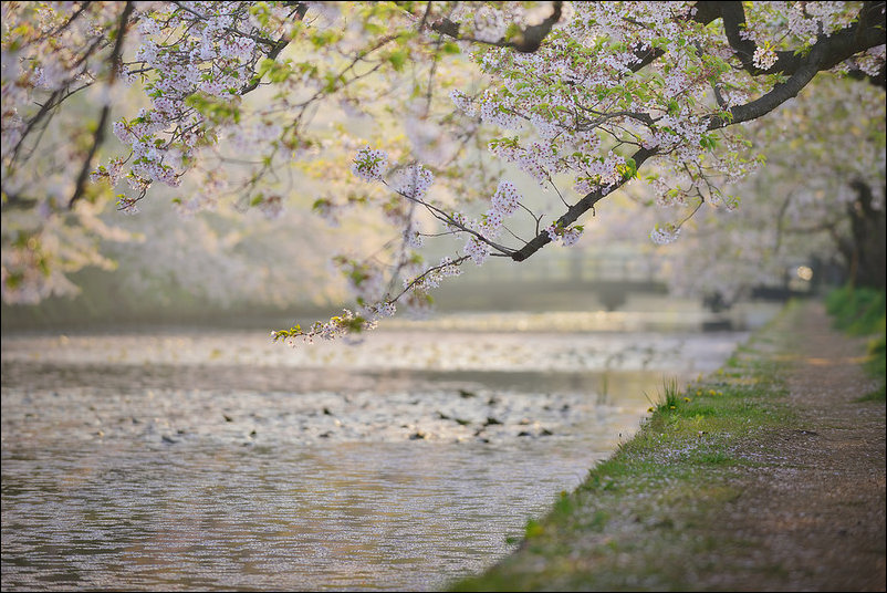Весна в Аомори