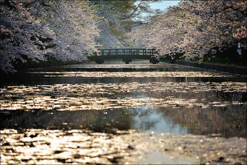 Весна в Аомори