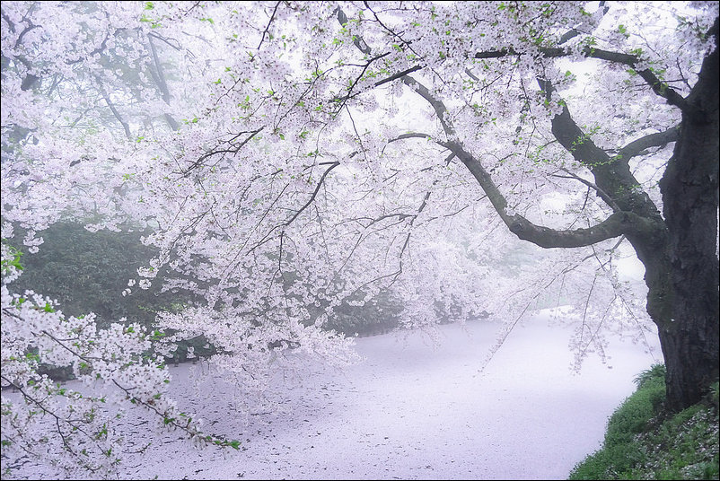 Весна в Аомори