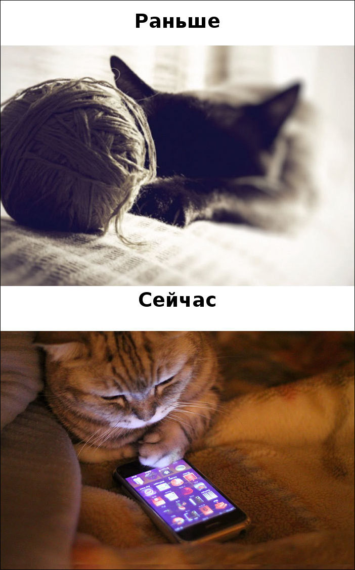 коты тогда и сейчас
