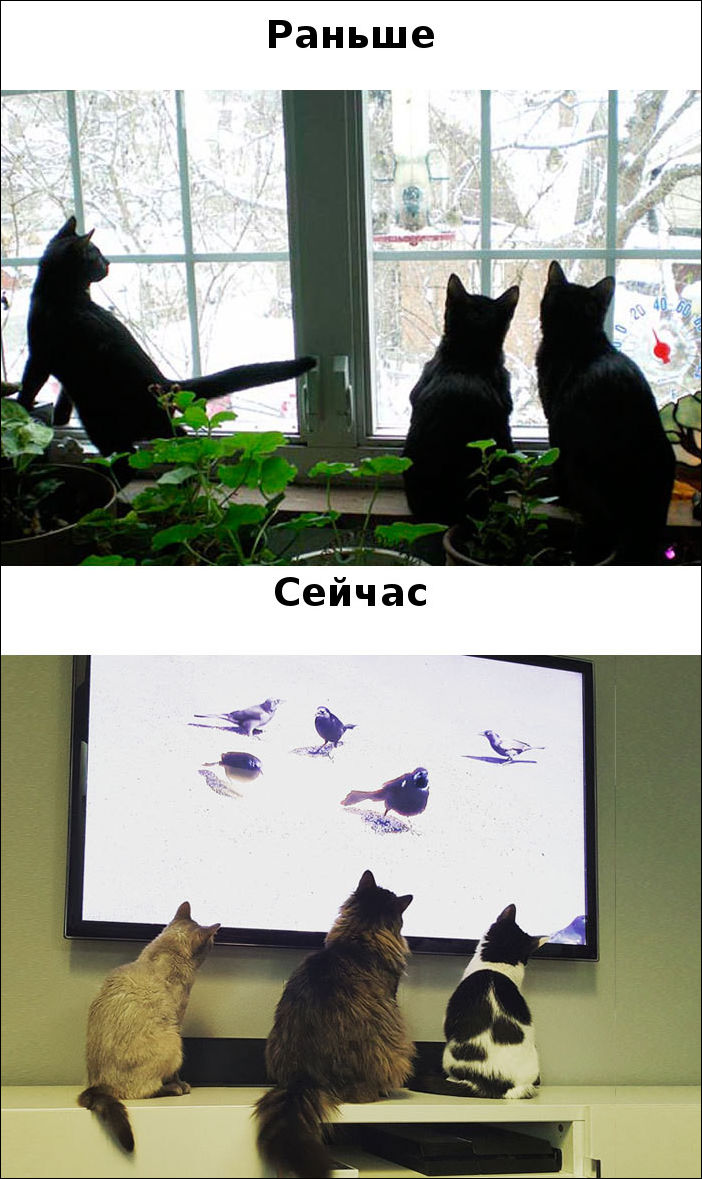 коты тогда и сейчас