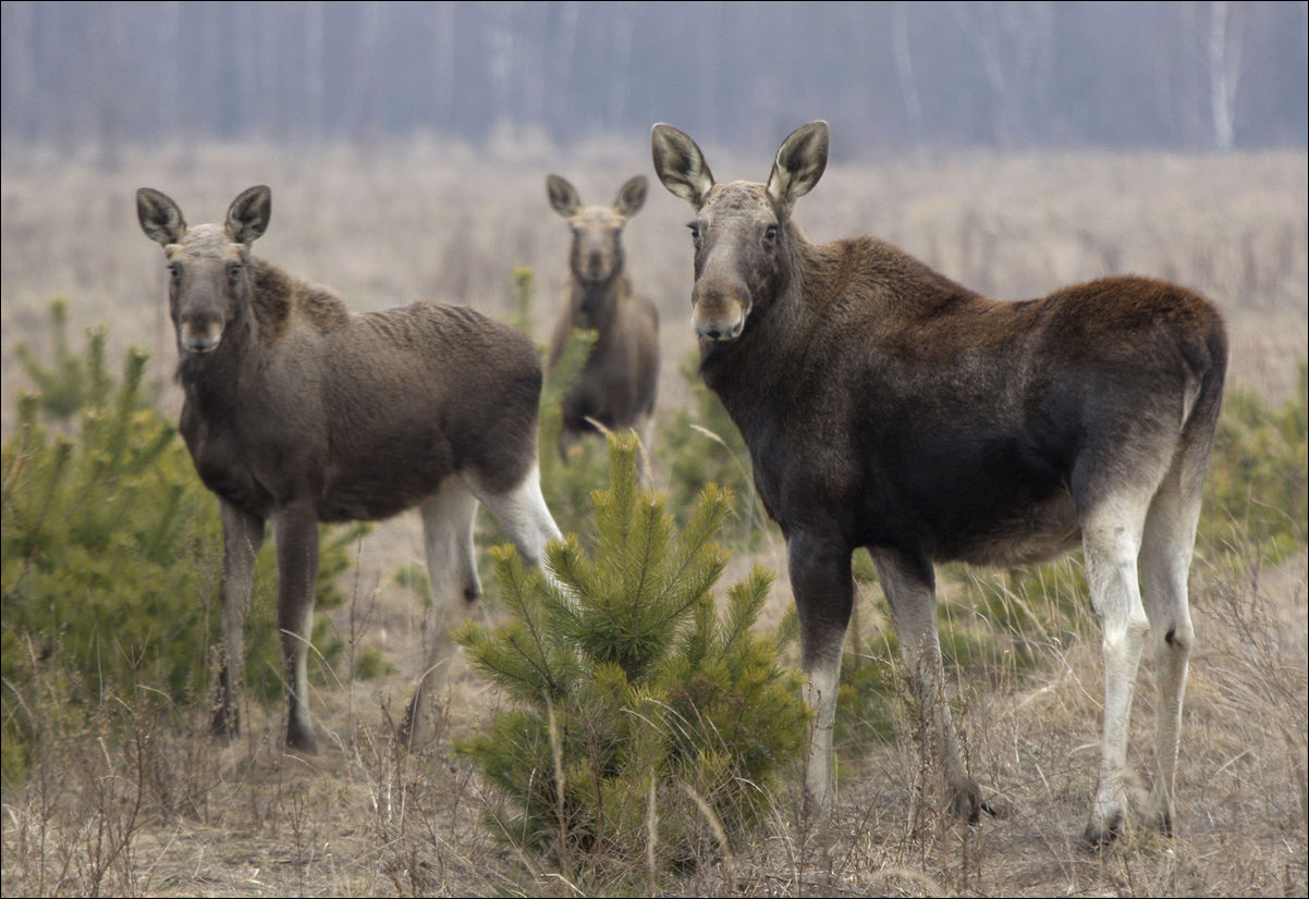 Чернобыль 30 лет спустя
