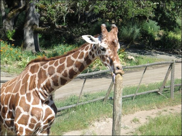 фото приколы