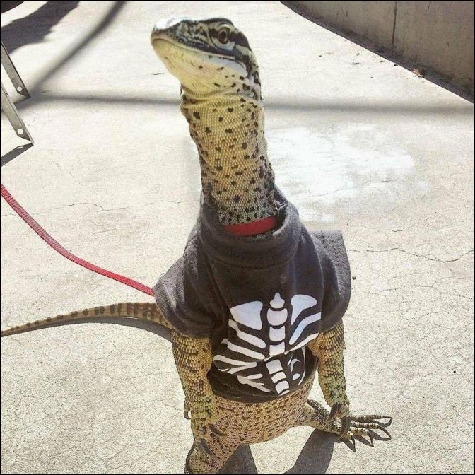 фото приколы