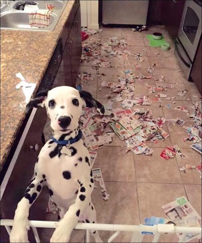 животные одни дома