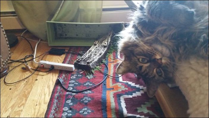 животные одни дома