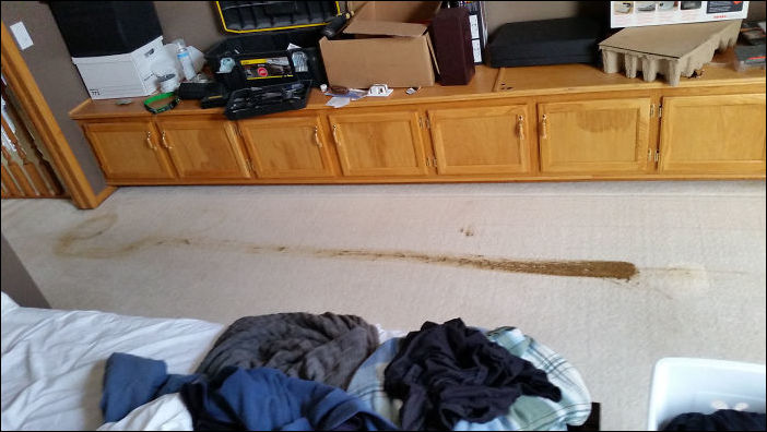 животные одни дома