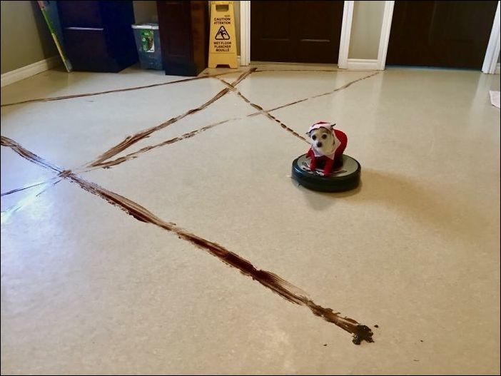 животные одни дома