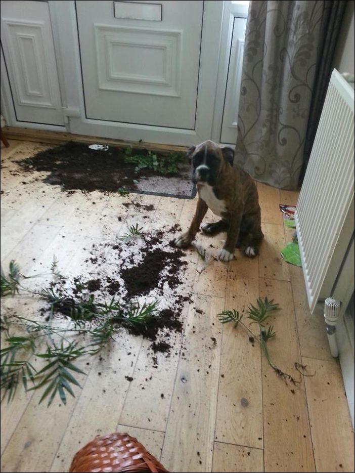 животные одни дома