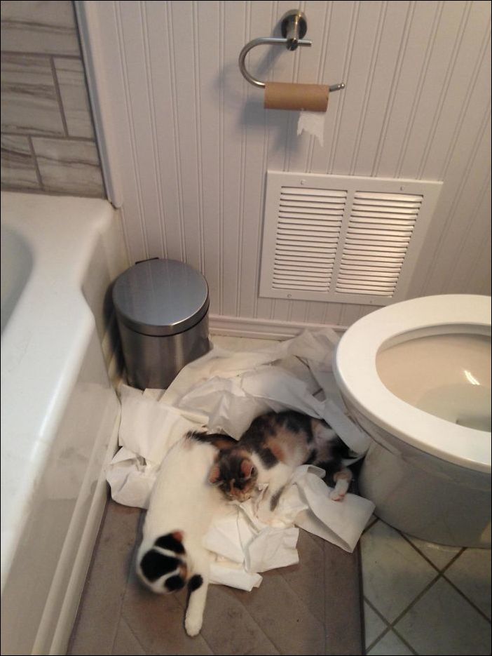 животные одни дома