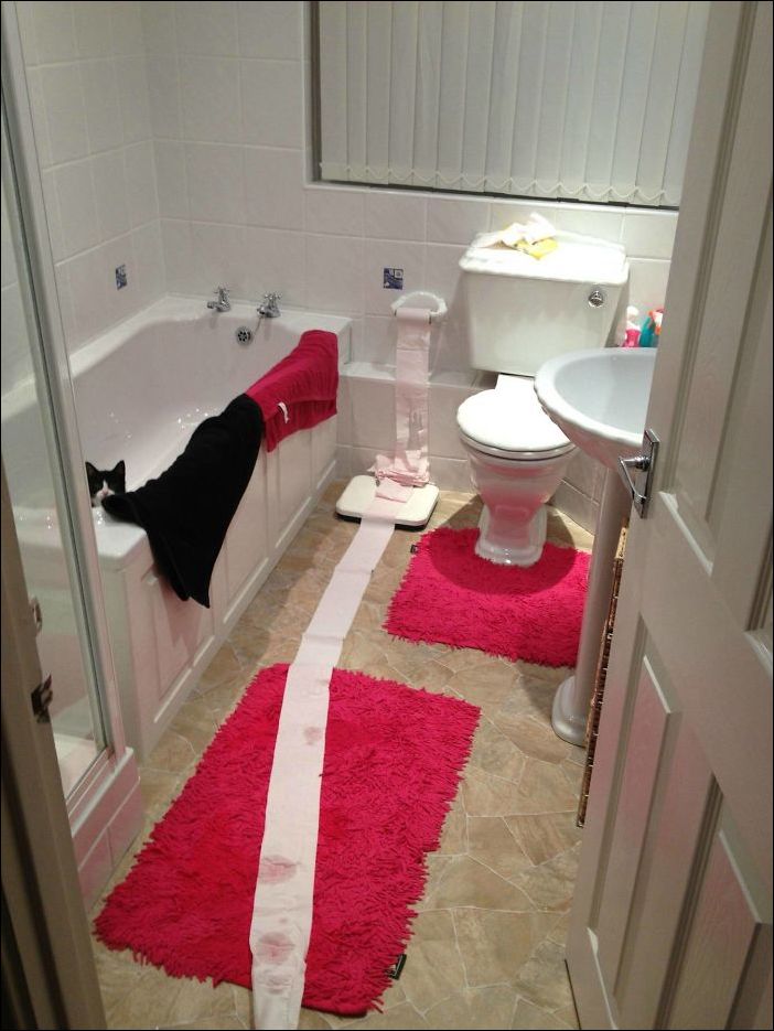 животные одни дома