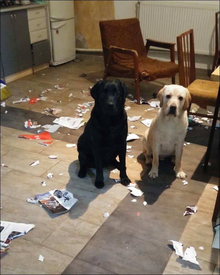 животные одни дома