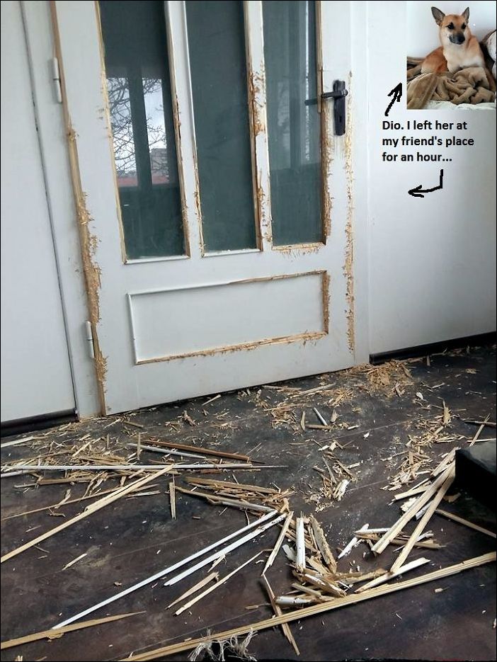 животные одни дома