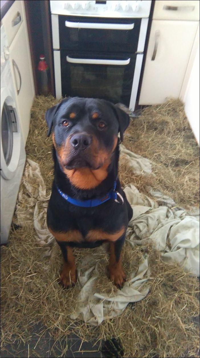 животные одни дома