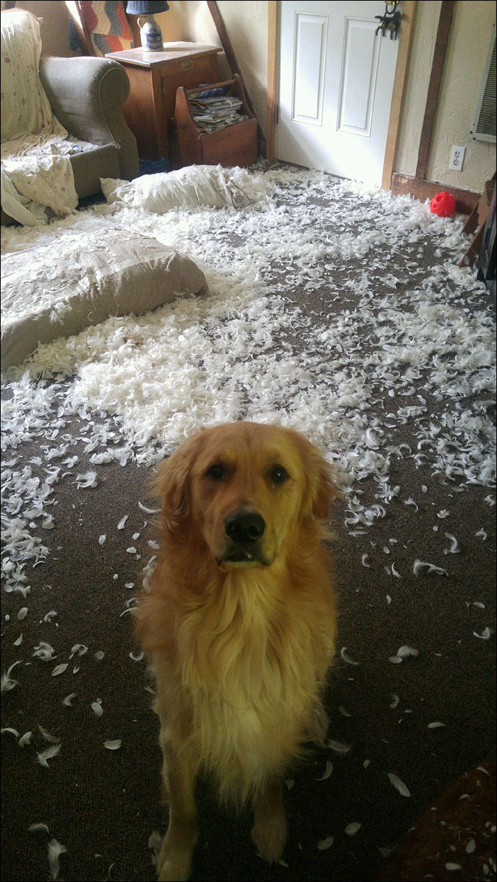 животные одни дома