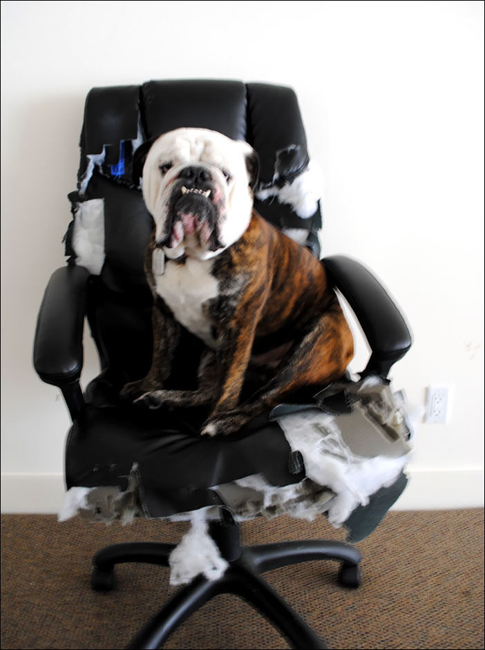 животные одни дома