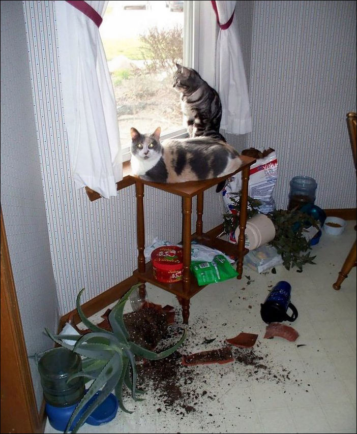 животные одни дома